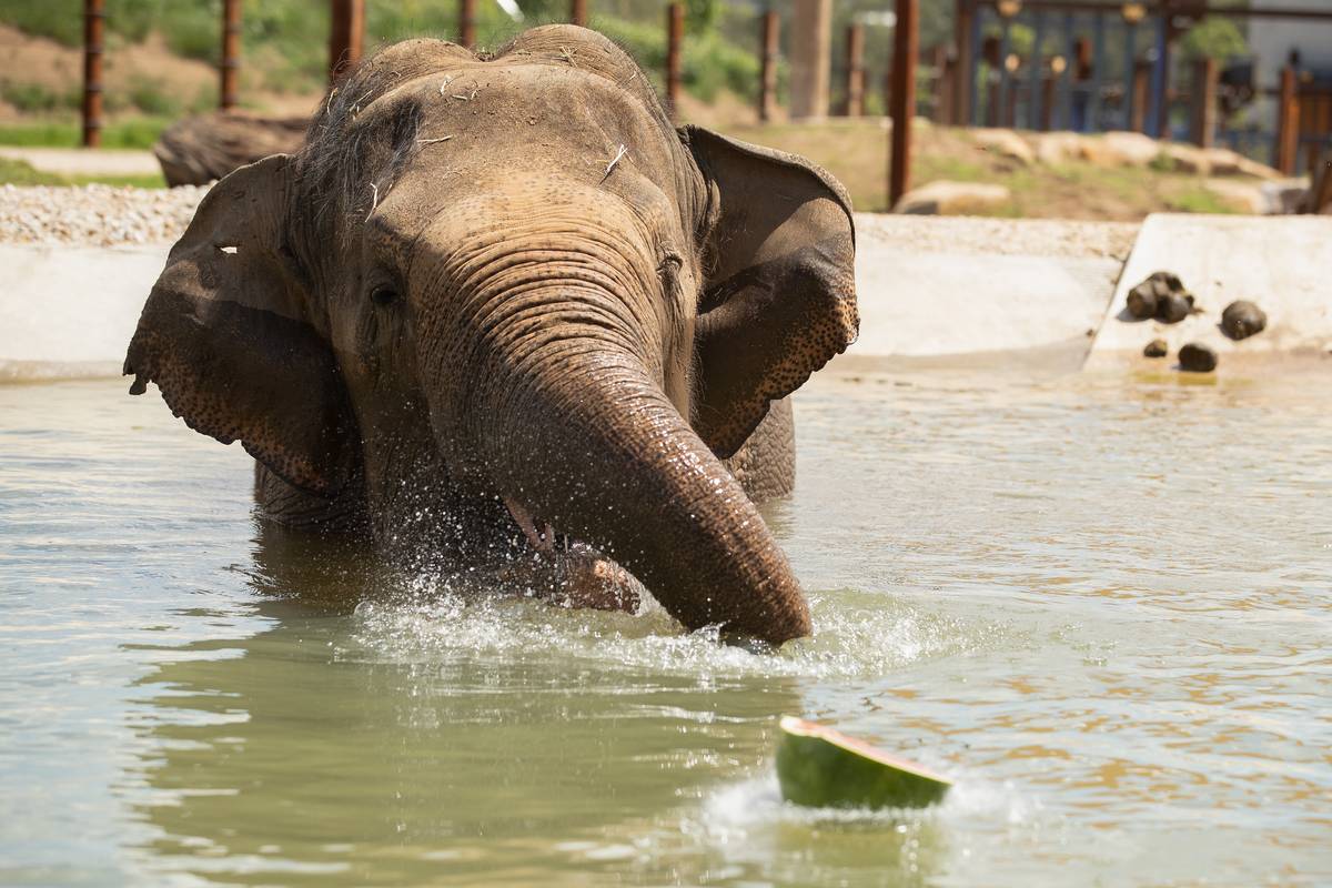 elephant swimming