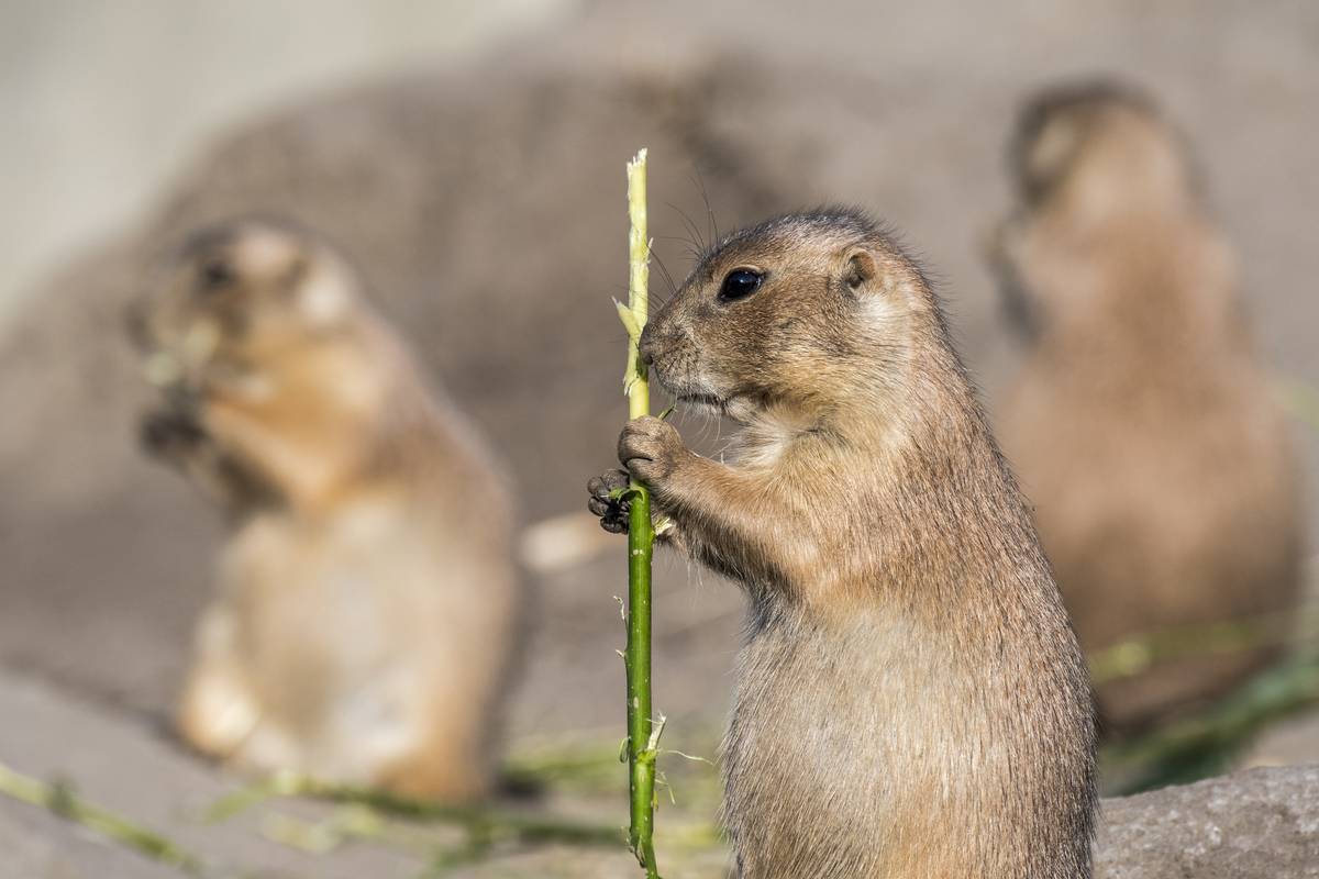 prairie dogs eating grass