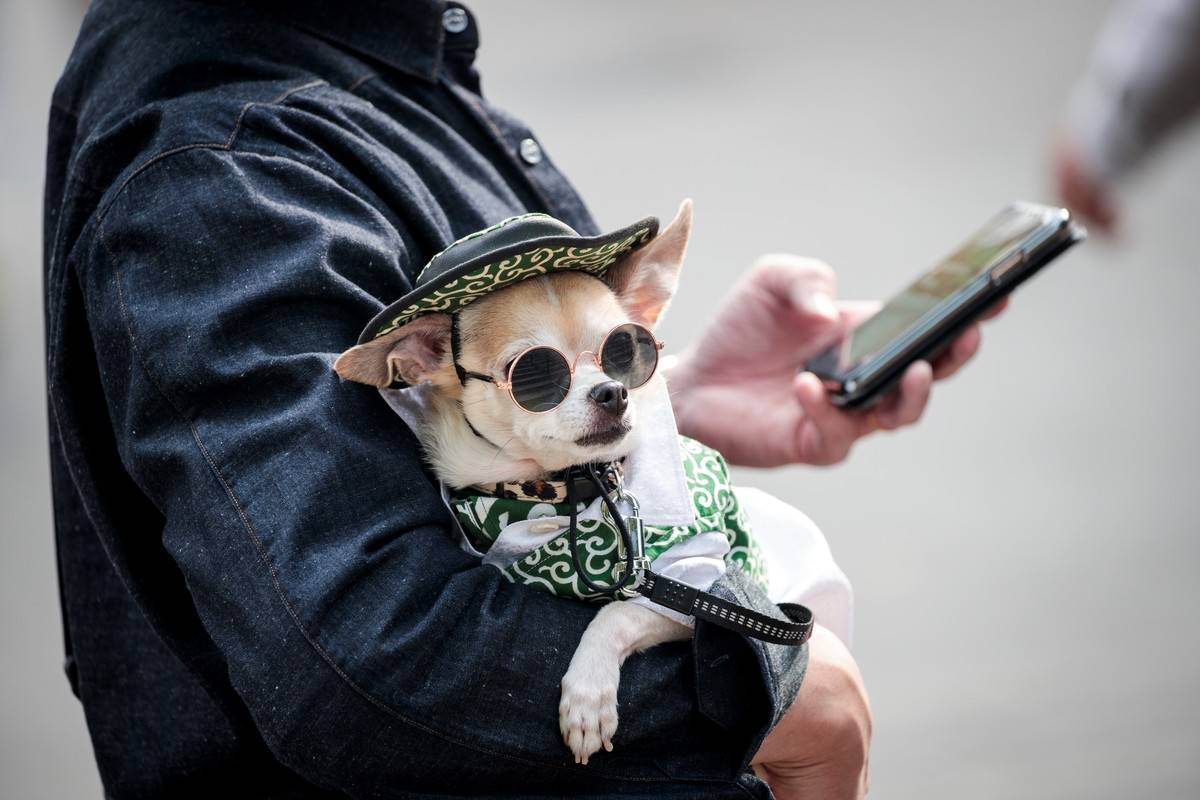 A pet dog wearing a costume looks on at Ueno park in Tokyo on March 22, 2020.