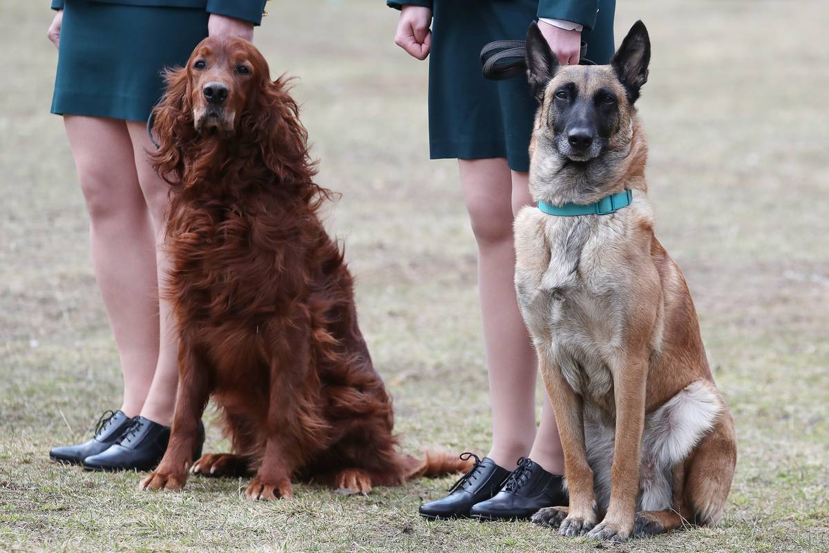 Sniffer dogs take part in a contest to detect illegal drugs and psychoactive substances in a baggage during a dog handlers championship