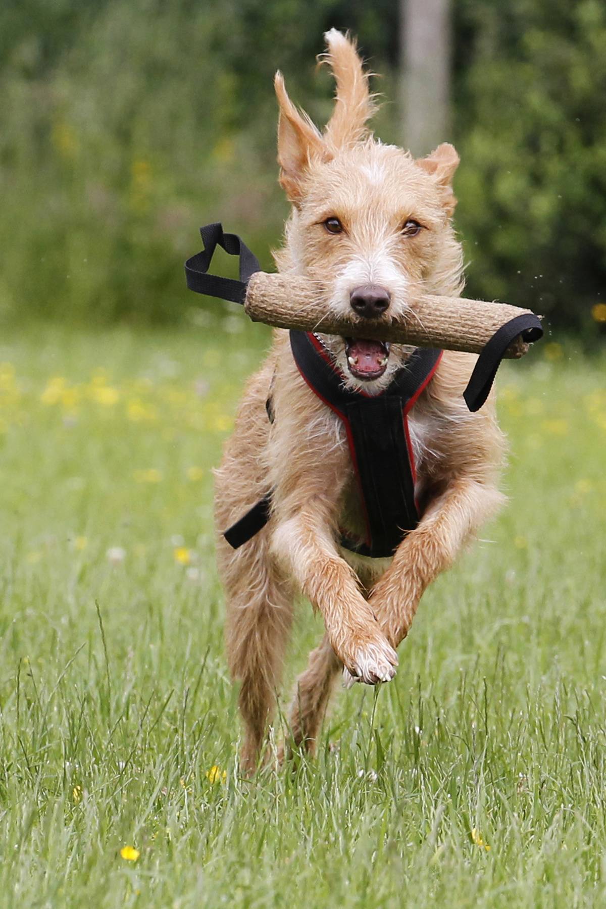 Dog TrainingA Podenco with a stick in his mouth in the English Garden on March 08, 2012