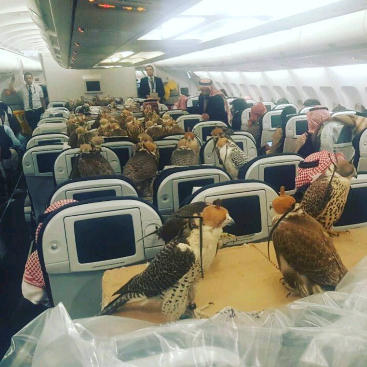 dubai-falcons
