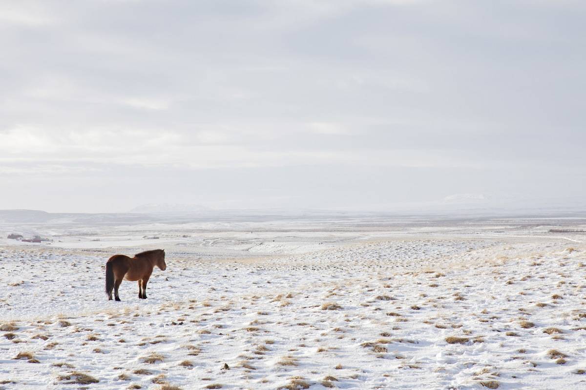 Icelandic horse standing on snowy plain