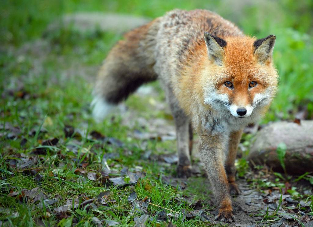 red-fox