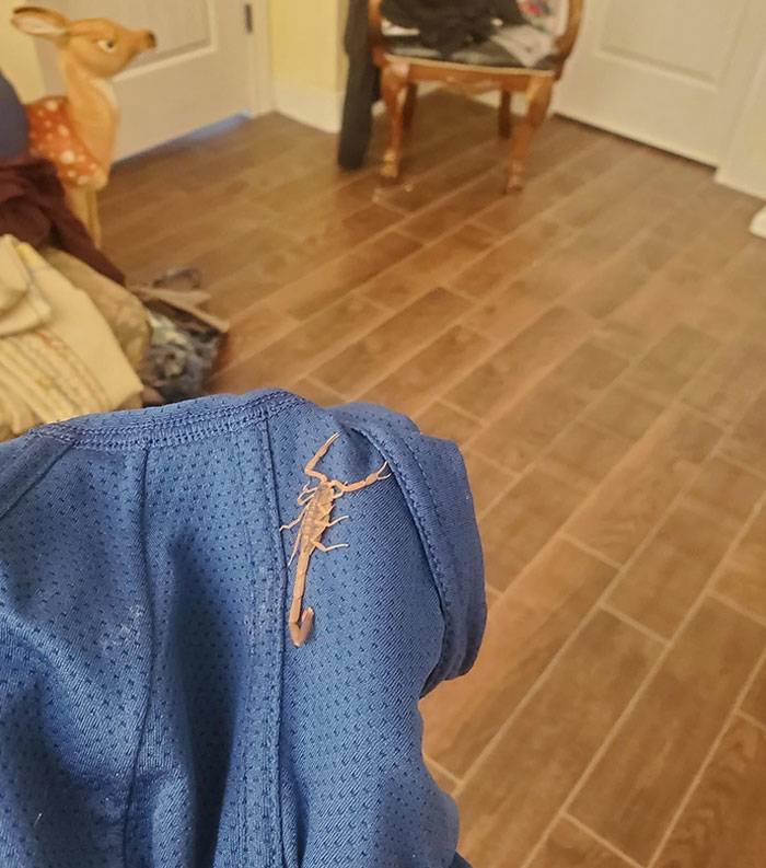 scorpion in underwear looks deadly