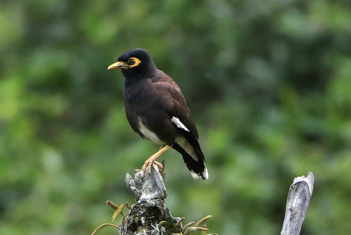 A common myna
