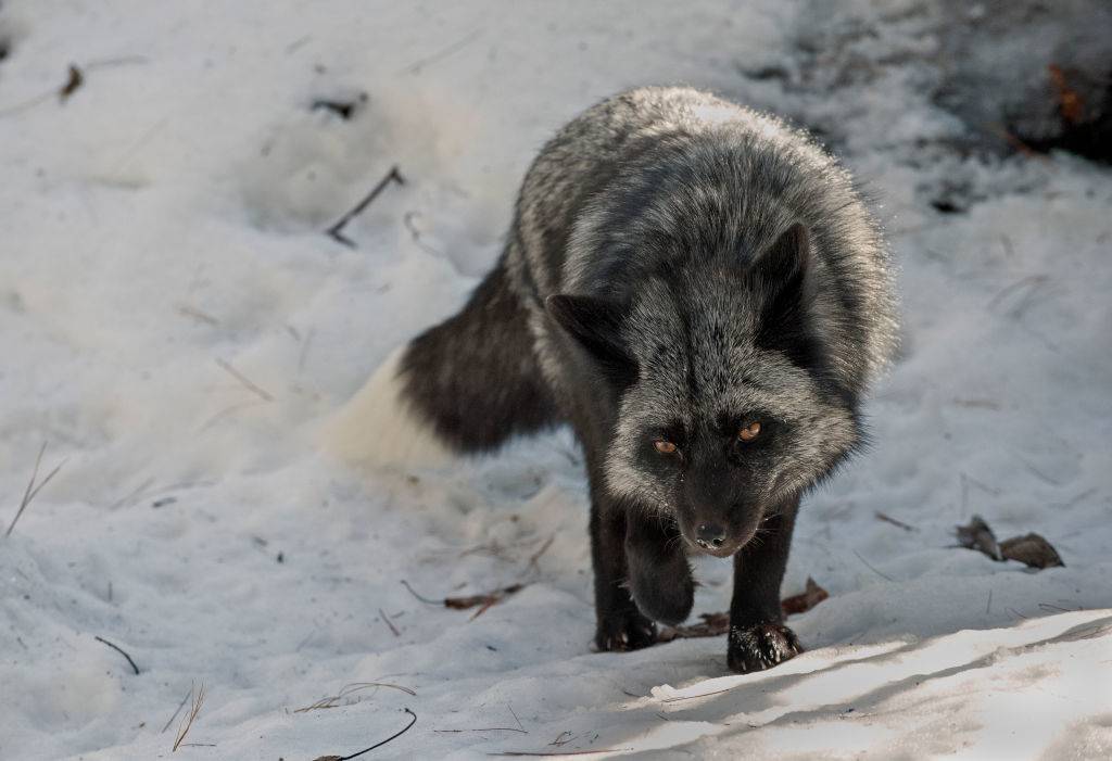 silver-fox-12