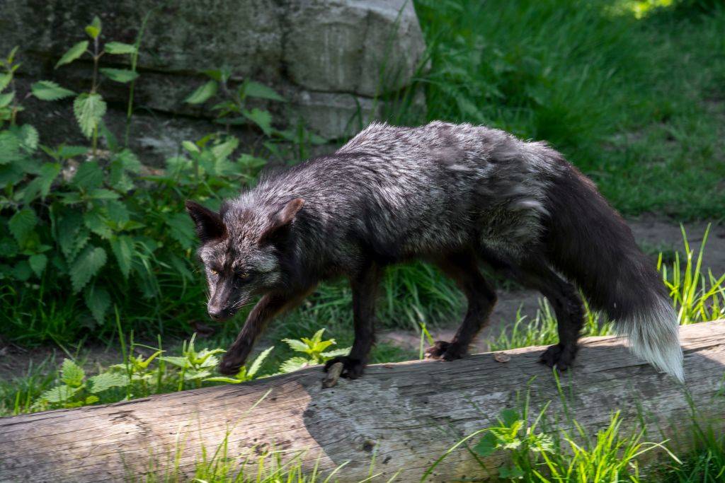 silver-fox-13