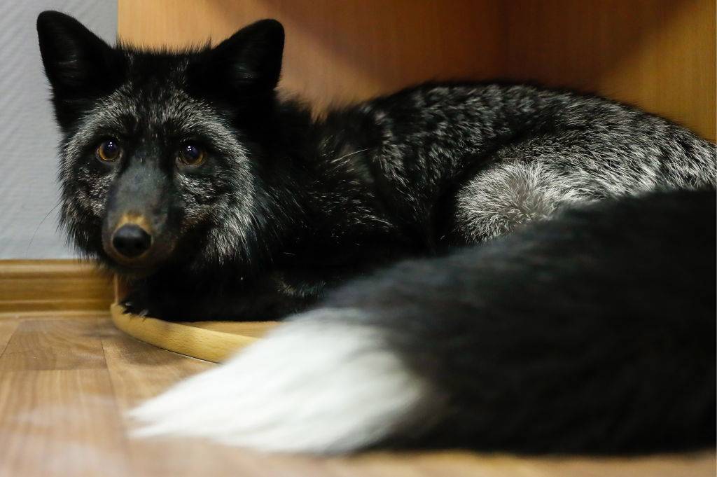 silver-fox-18