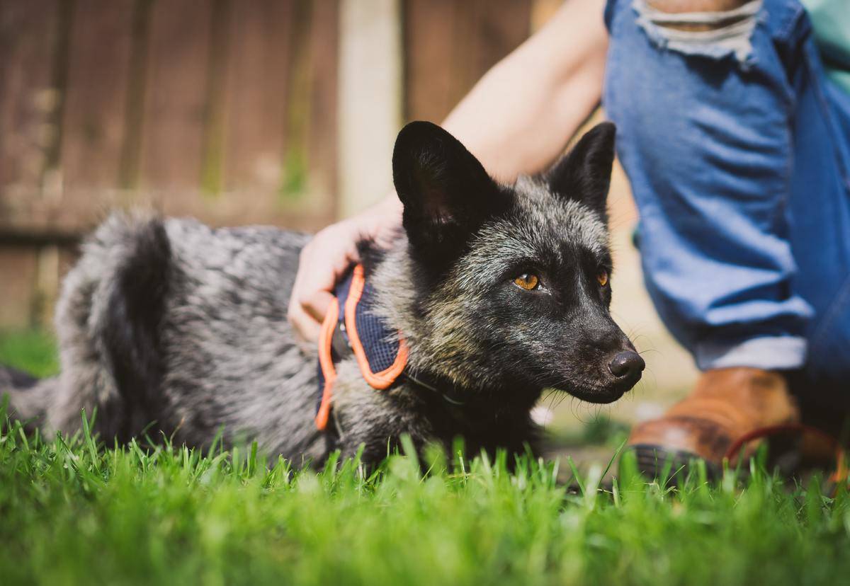 silver-fox-21