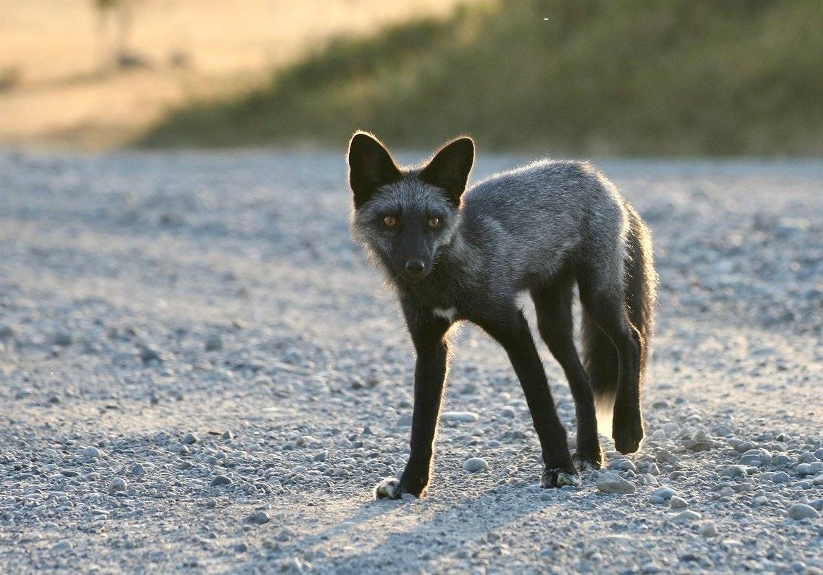 silver-fox-24