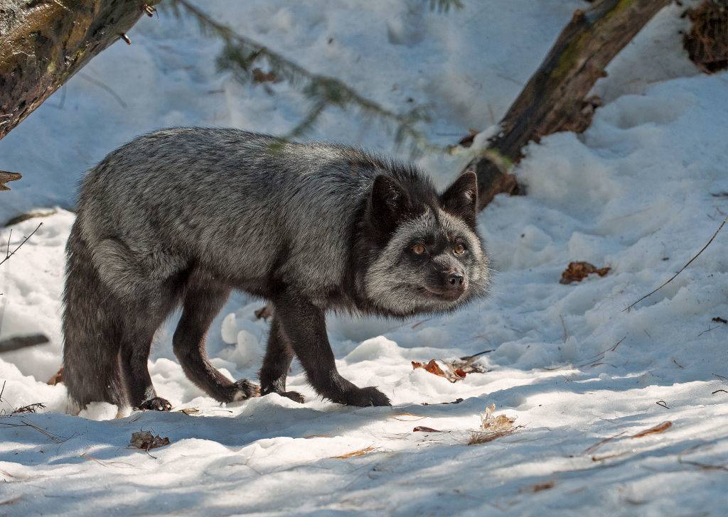 silver-fox-3