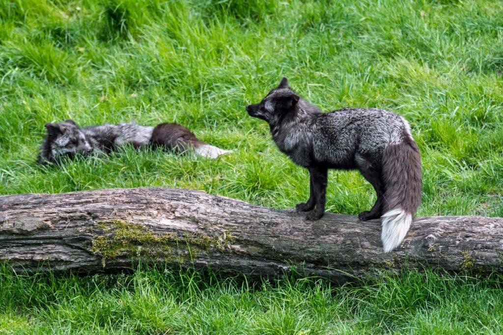 silver-fox-5