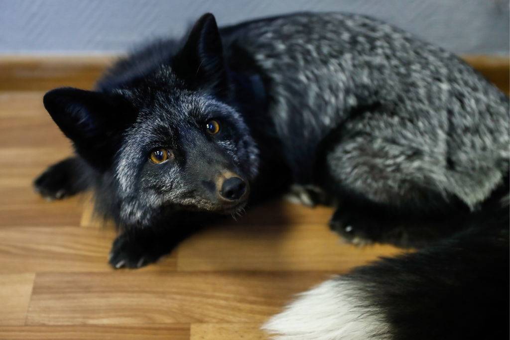 silver-fox-8