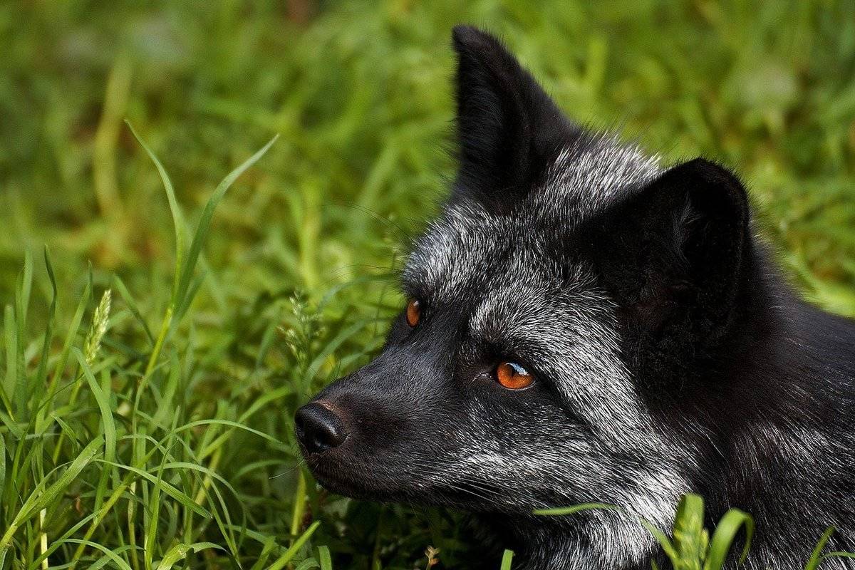 silver-fox-8