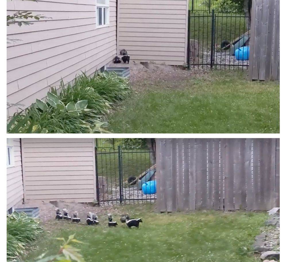 skunks in the backyard