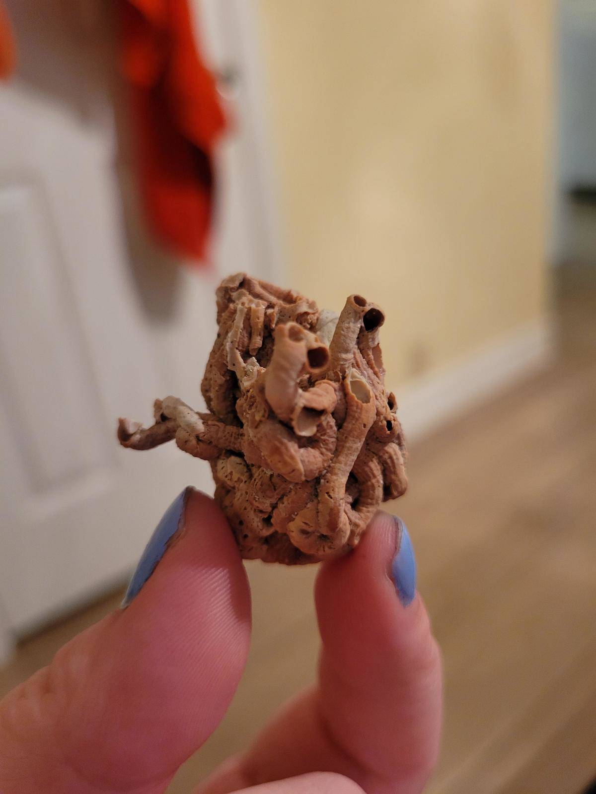 strange shell found at the beach