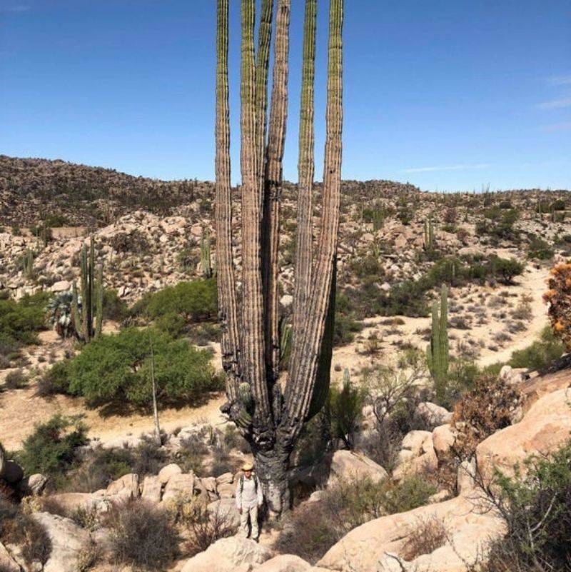 a huge cactus with someone standing in front of it