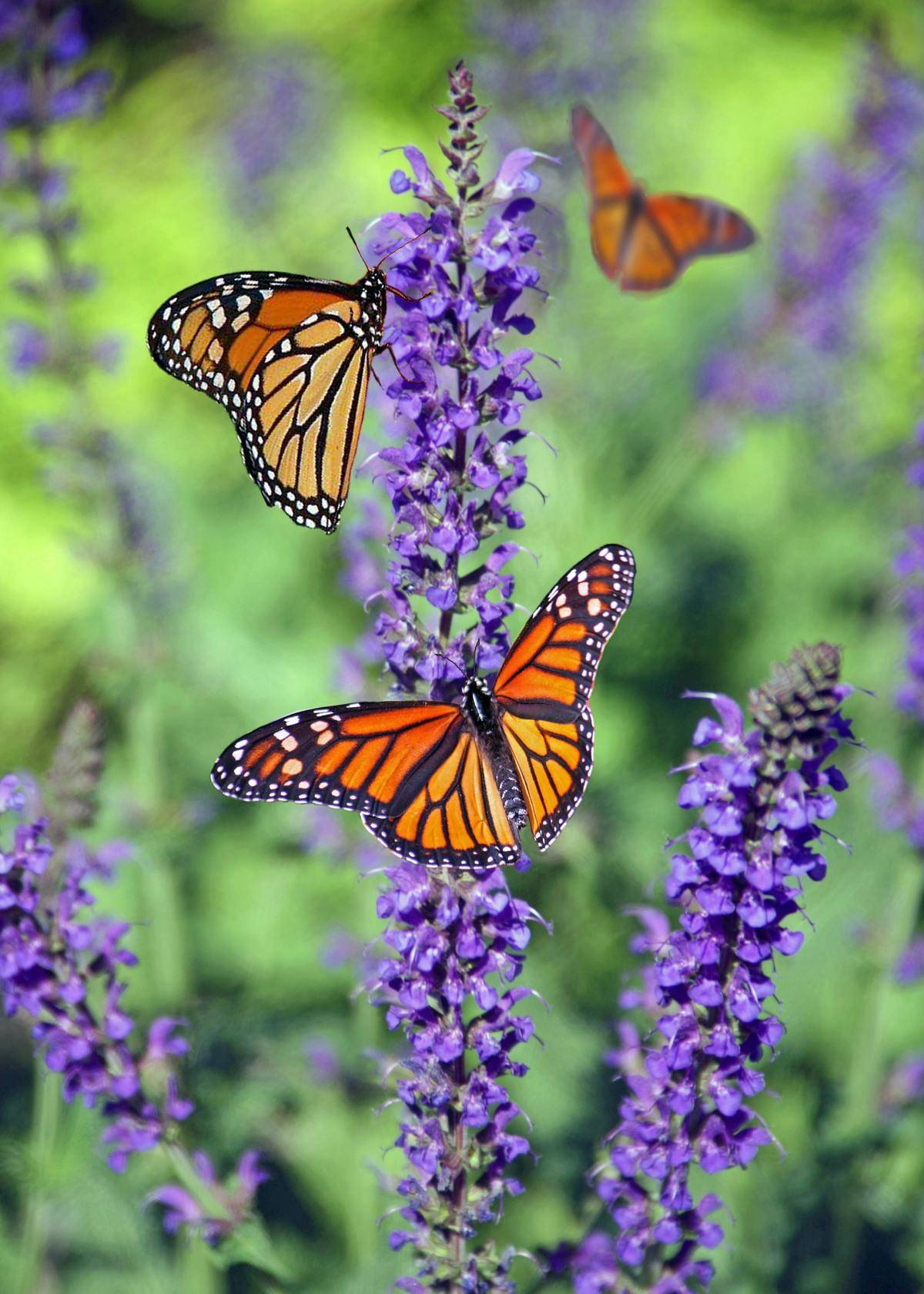 Monarch butterflies on purple flower
