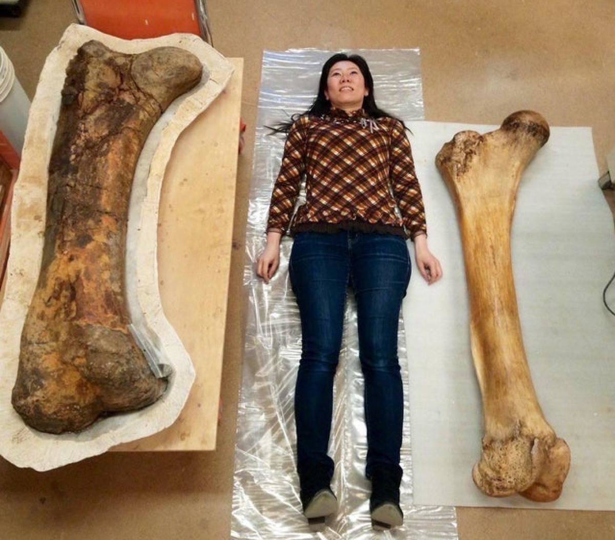 woman laying in between whale femur and giraffe femur