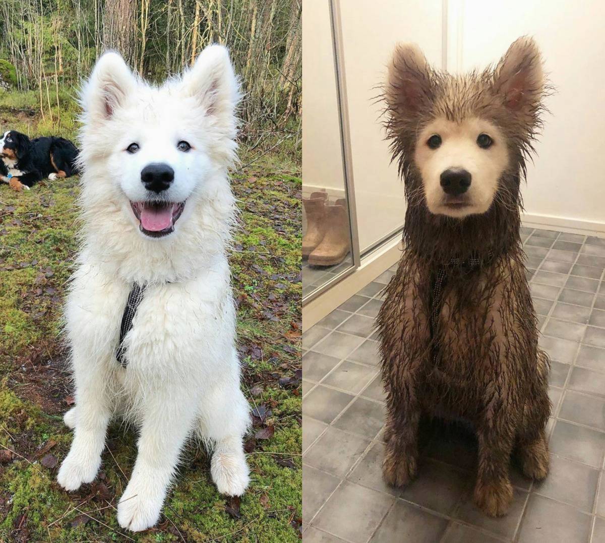 white dog before and after playing in mud 