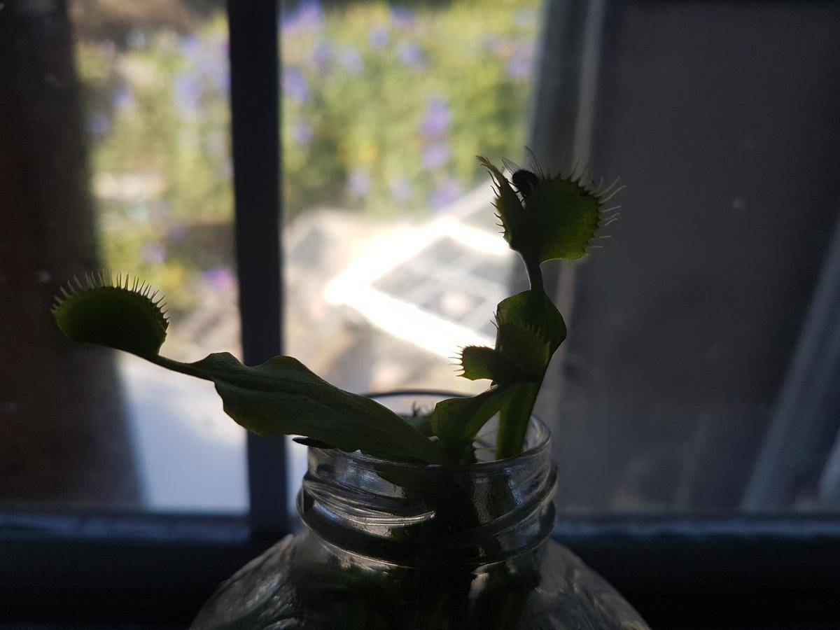 Venus flytrap plant in vase