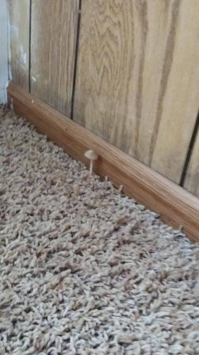 Mushroom growing in water-damaged carpet near baseboard