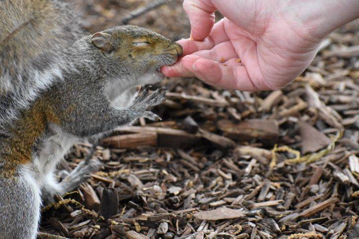 bitten on finger by little squirrel
