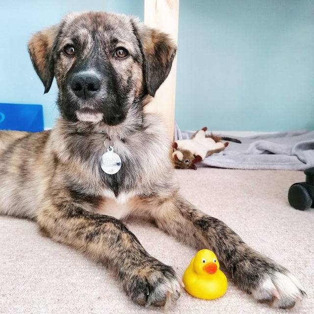 brown dog lying down
