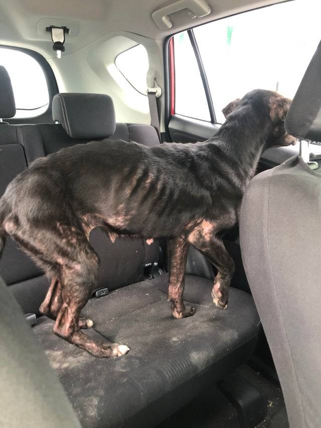 underweight dog in car