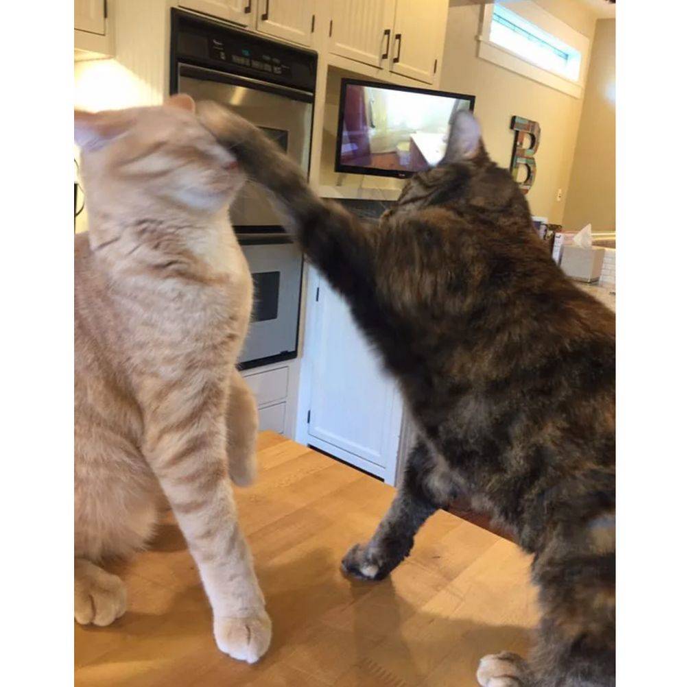 cat fight on the counter