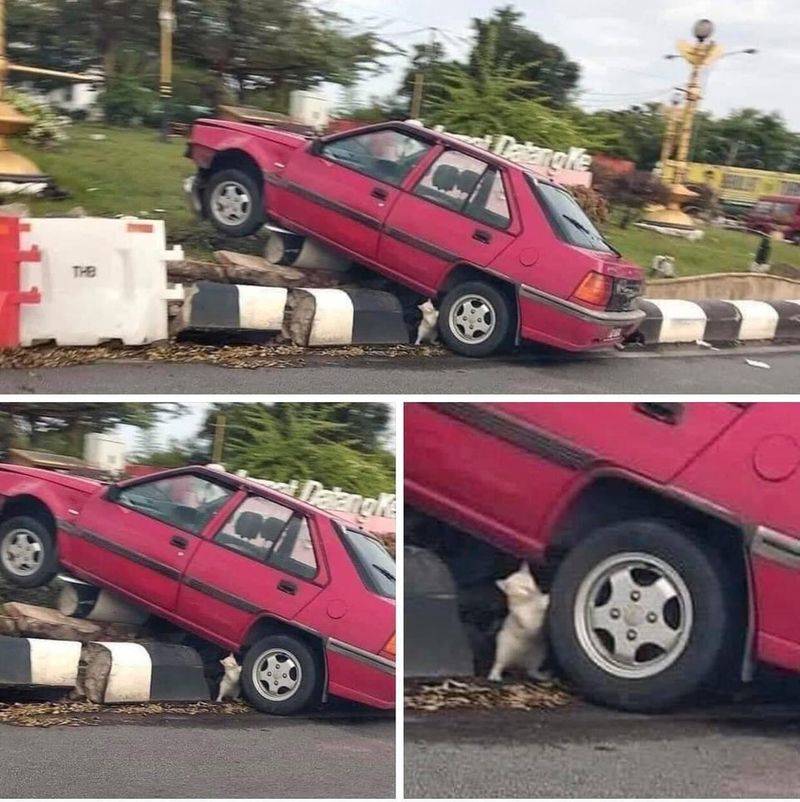 cat stopped the car from crashing