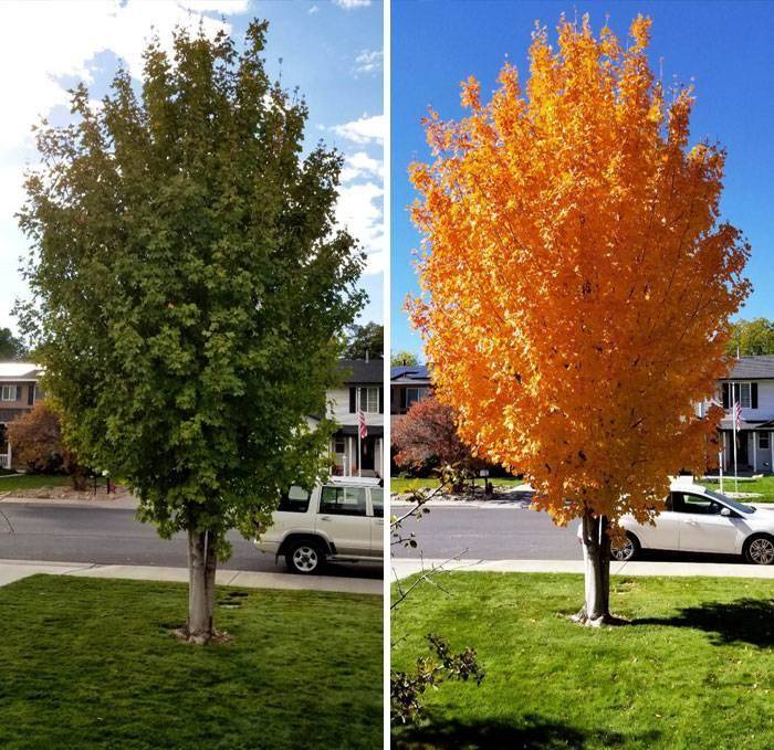 maple tree changed colors in 11 days