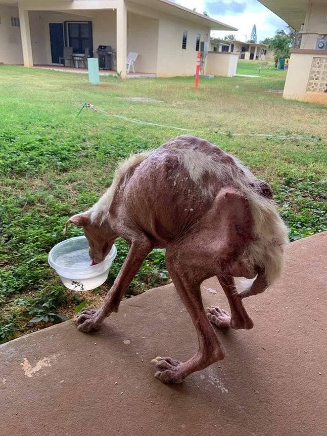 underweight dog drinking
