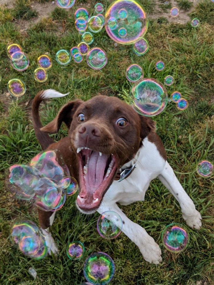 dog attacks bubbles at the right time
