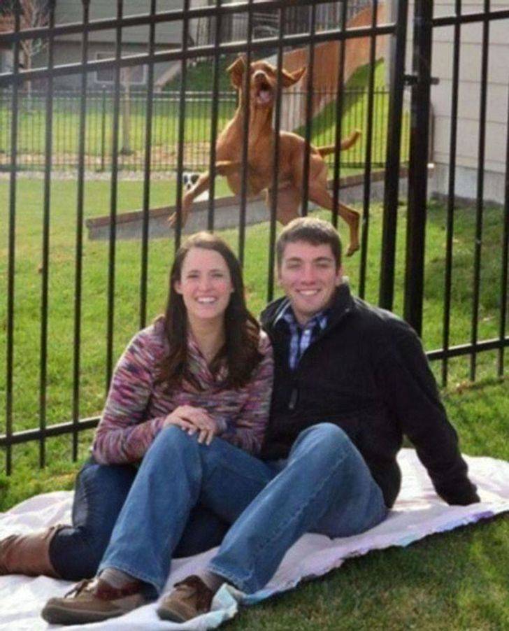 dog posing in the background