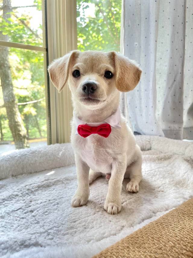 dog wearing bow tie