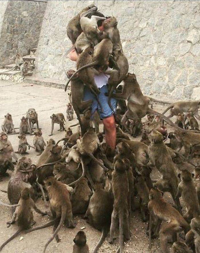 feeding one monkey turns into an attack