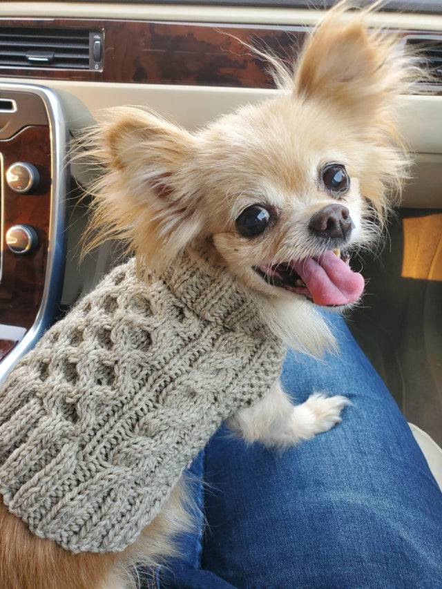 happy chihuahua in sweater