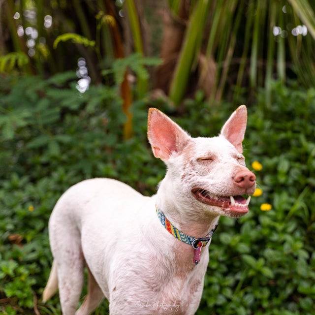 happy white dog