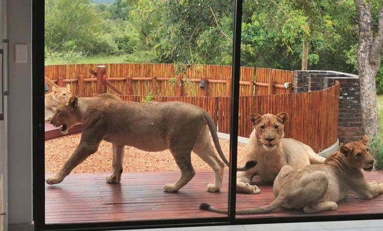 lions outside of home in SA