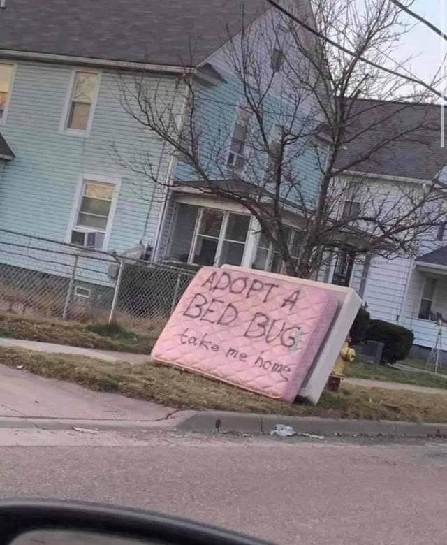adopt a bed bug mattress