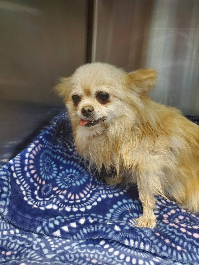 chihuahua in shelter