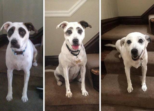 dog's spots fading as he aged