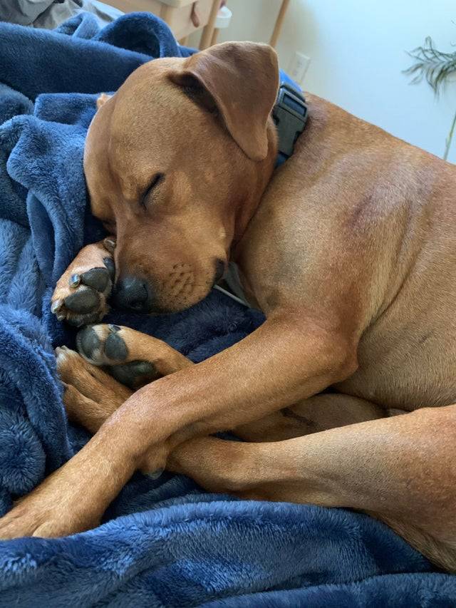 sleeping brown dog