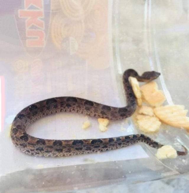 feeding snake biscuits 