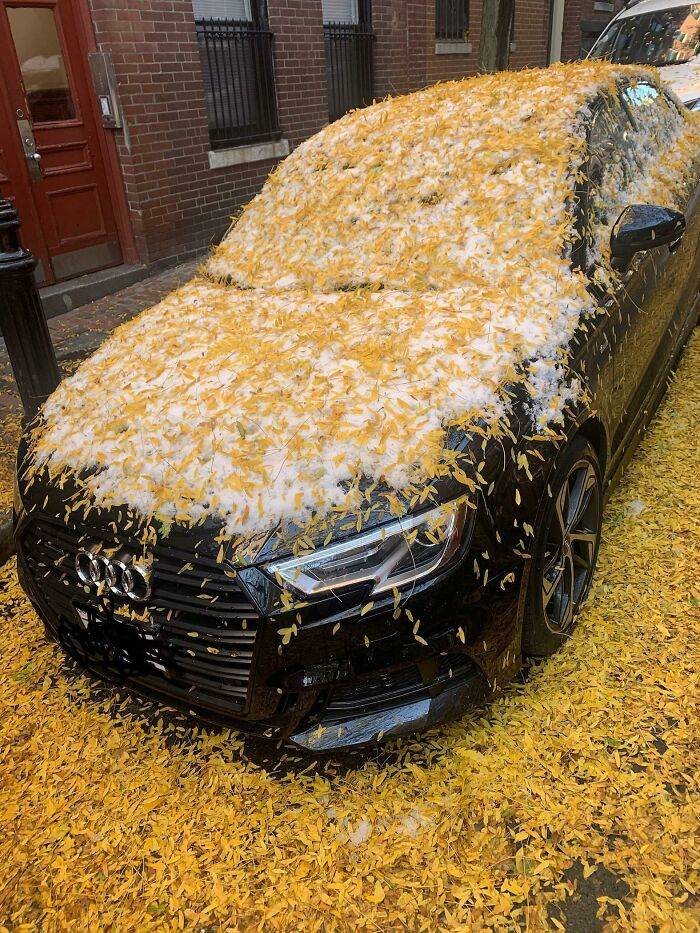 snowy leaves on a car