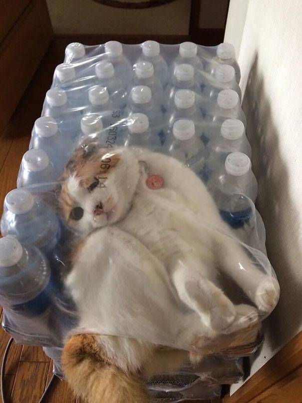 stuck cat in the water bottles