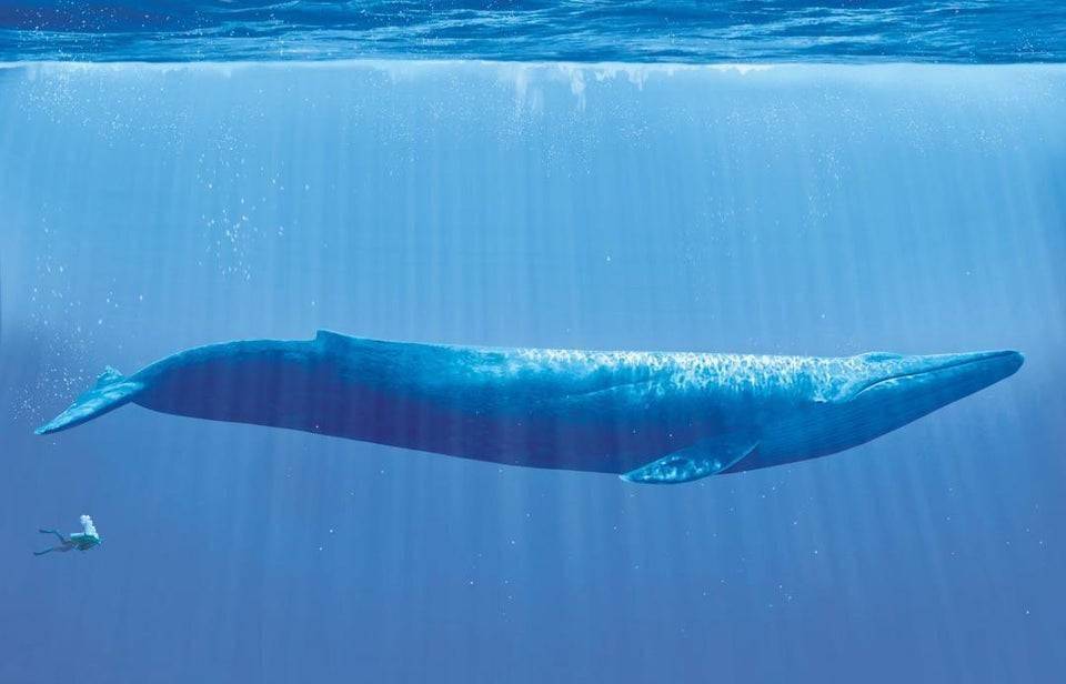 human swimming next to a massive whale