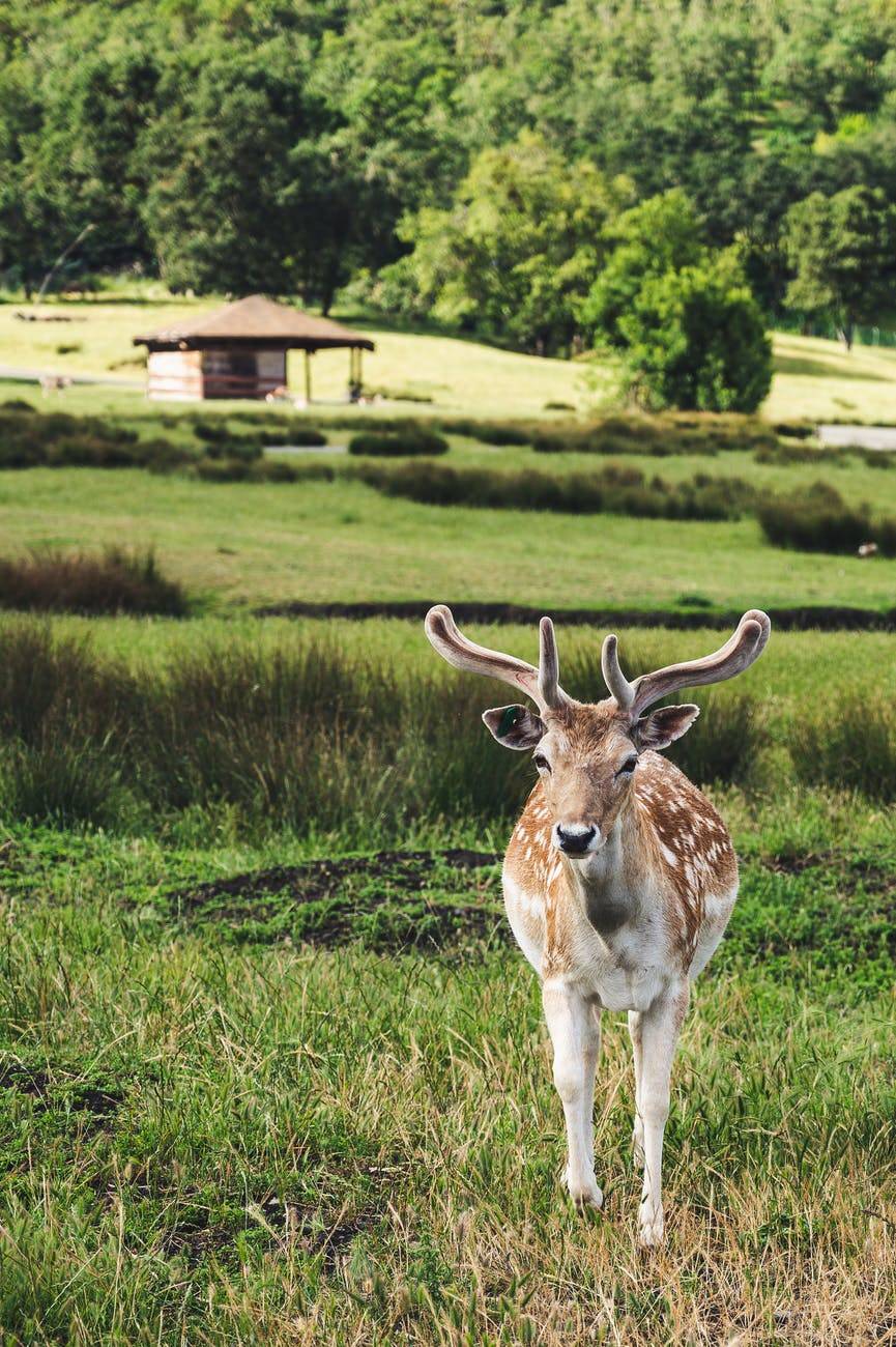 chubby deer walking in grass